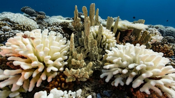 
                              Next 10 years crucial as oceans lose oxygen with potentially dire effects, says new study
                      